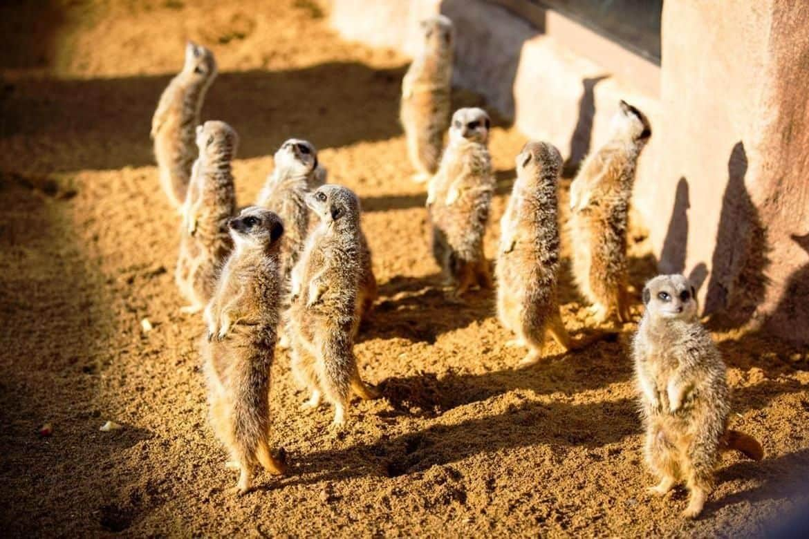 Meerkat Feeding at Paultons Park