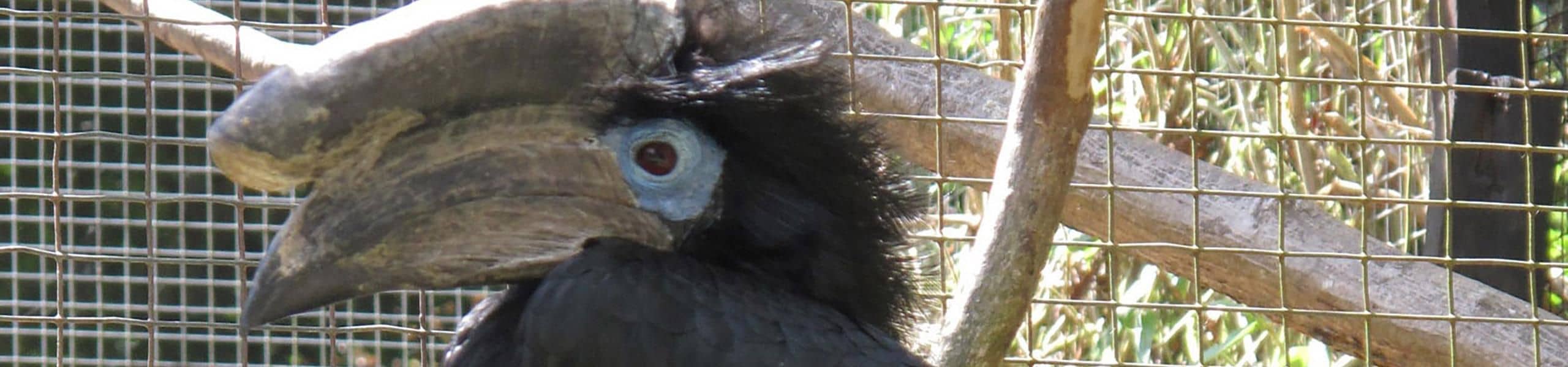 Hornbills