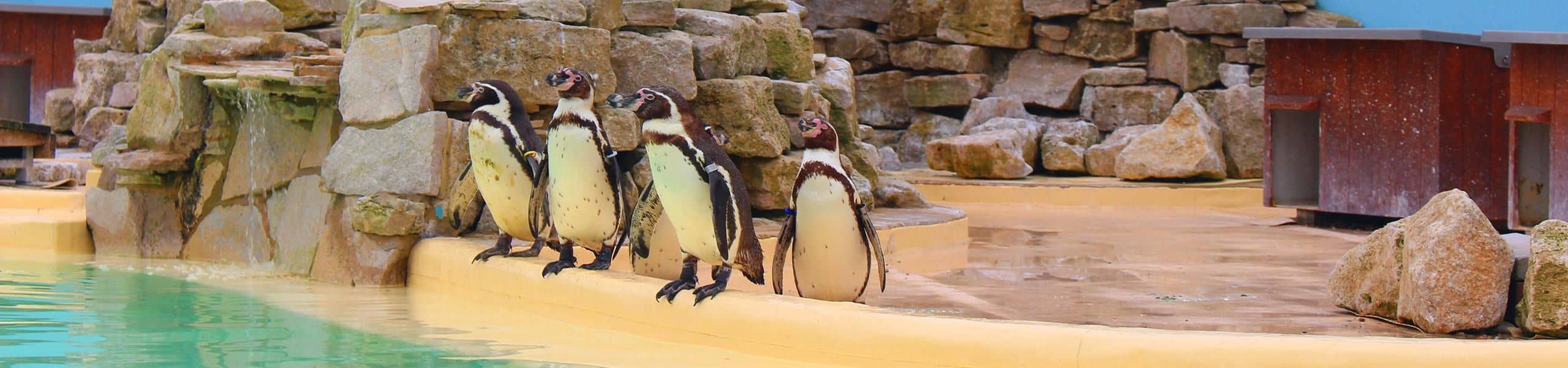 Humboldt Penguins Feeding | Paultons Park