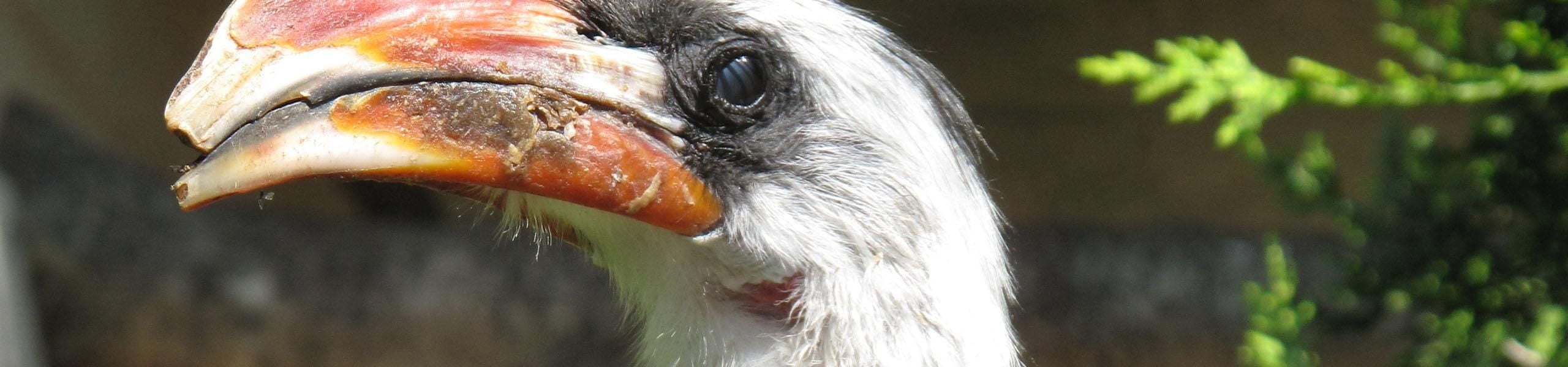 Visit our Collection of Hornbills | Paultons Park