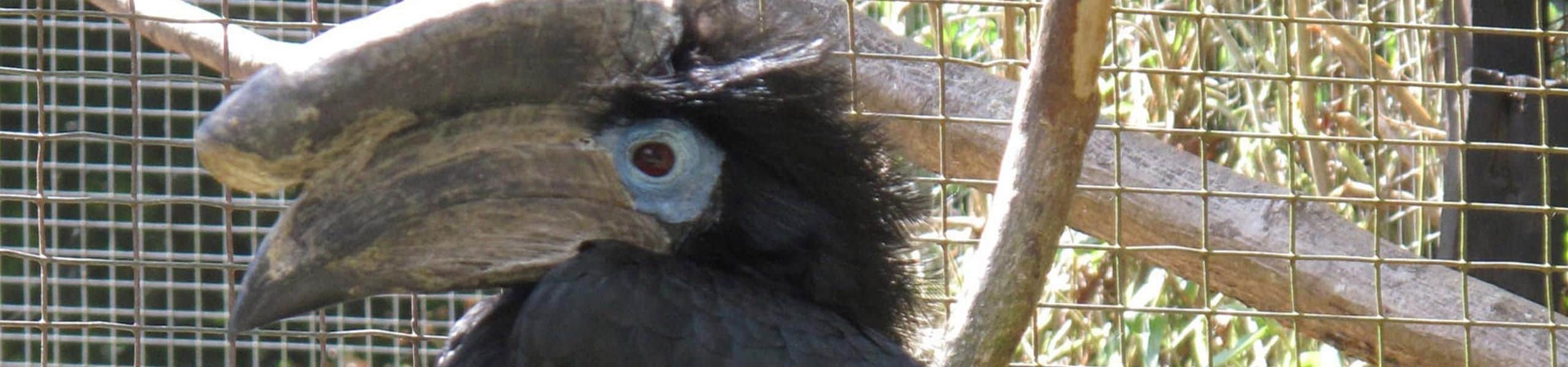 Black-casqued Wattled Hornbill - Ceratogymna atrata | Paultons Park