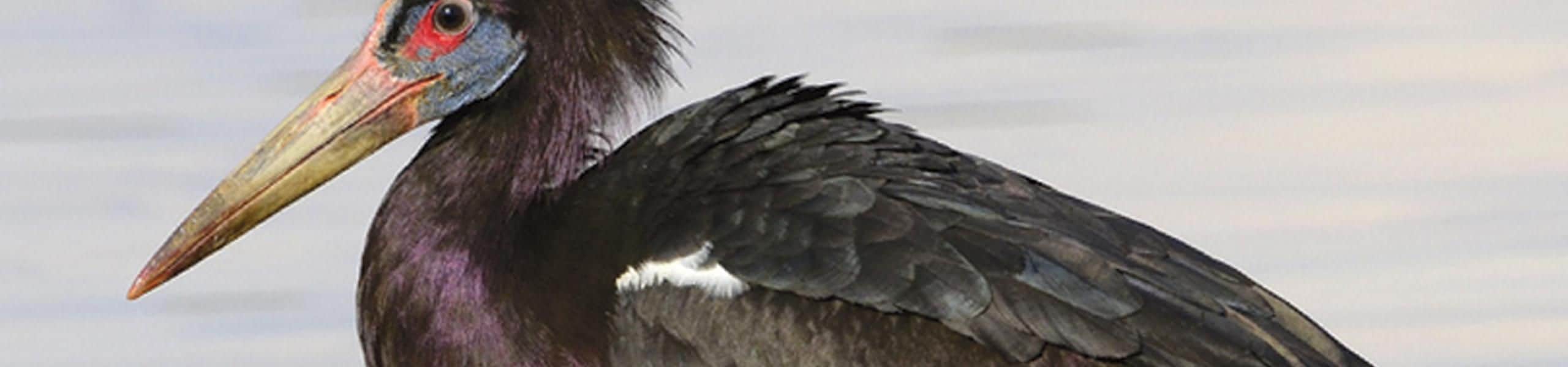 Abdim’s Stork - Ciconia abdimii | Paultons Park