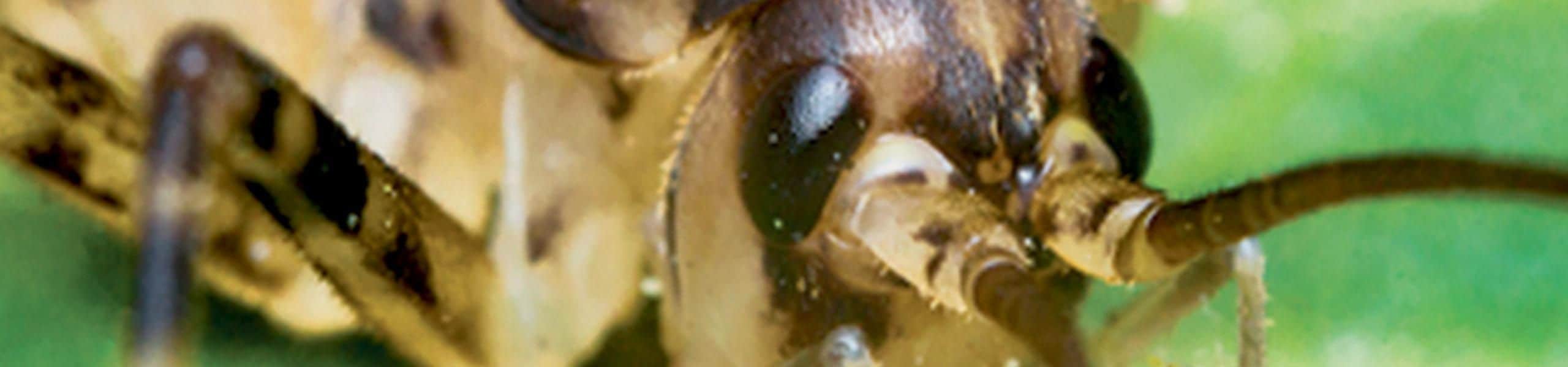African Cave Cricket - Phaeophilacris bredoides | Paultons Park