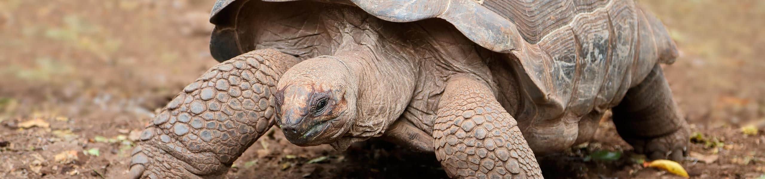 Aldabra Tortoise - Aldabrachelys gigantea | Paultons Park