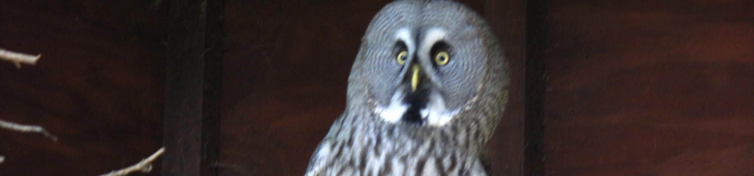 Great Grey Owl - Strix nebulosa | Paultons Park