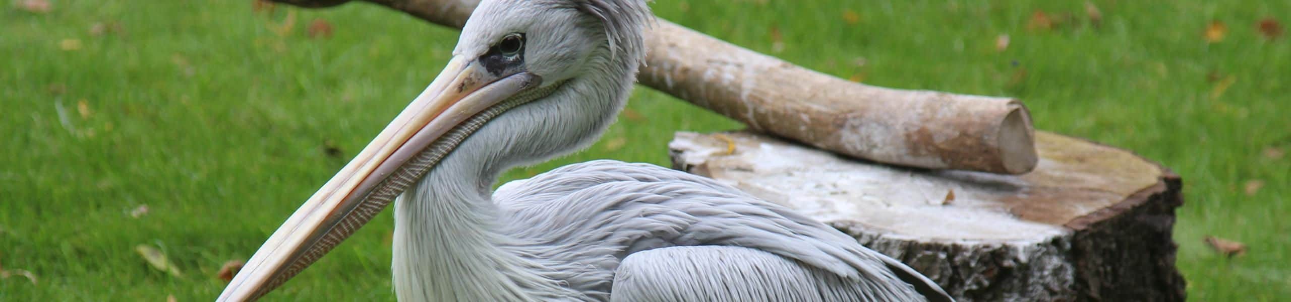 Pink-backed Pelicans - Pelecanus rufescens | Paultons Park