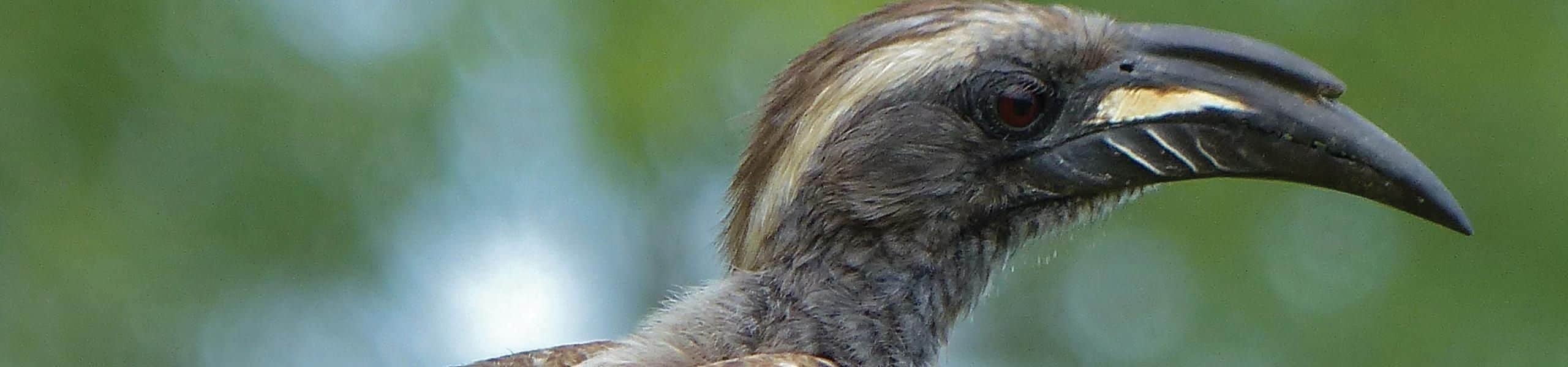 African Grey Hornbill - Tockus nasutus | Paultons Park
