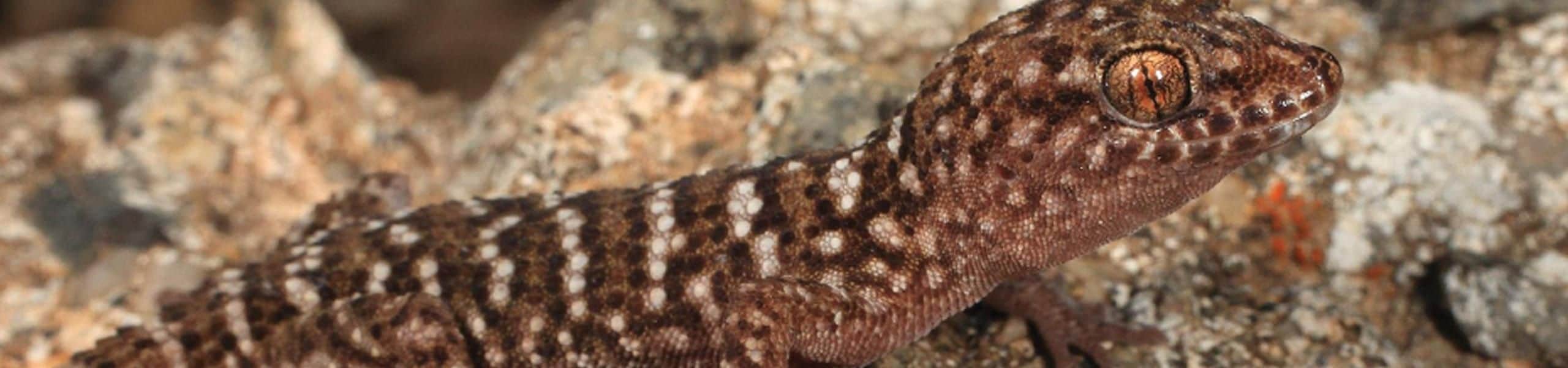 Bynoe’s Gecko - Heteronotia binoei | Paultons Park