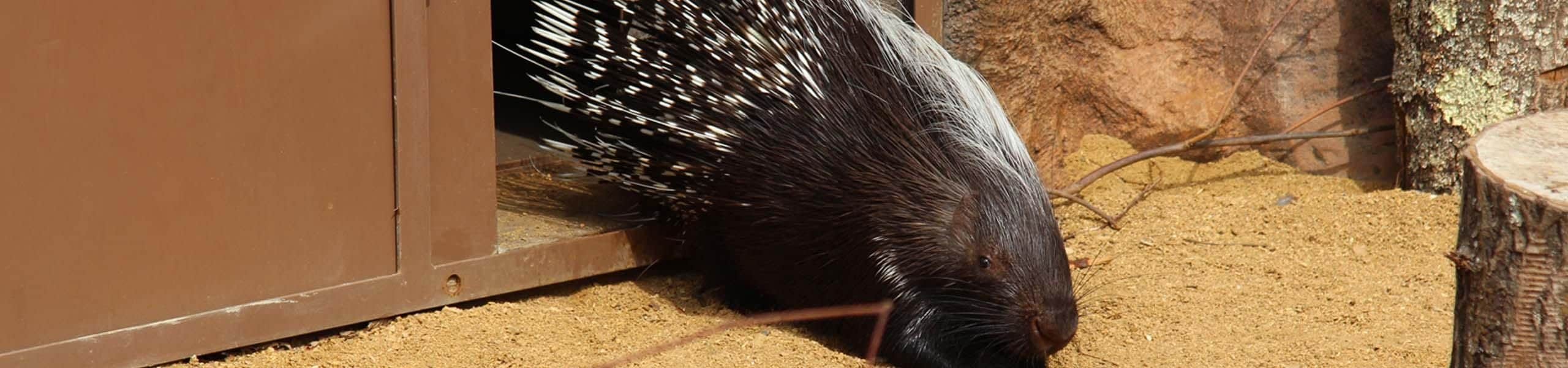Cape Porcupine - Hystrix africaeaustralis | Paultons Park
