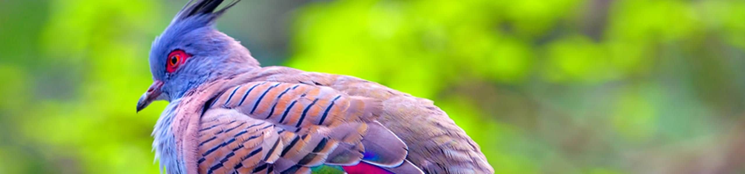 Crested Pigeon - Ocyphaps lophotes | Paultons Park