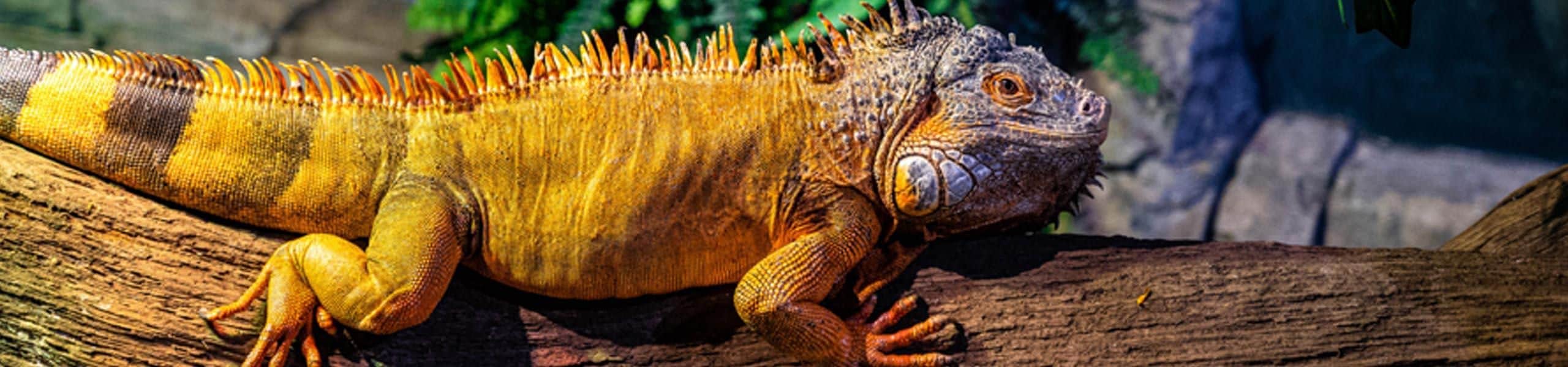 Green Iguana - Iguana iguana | Paultons Park