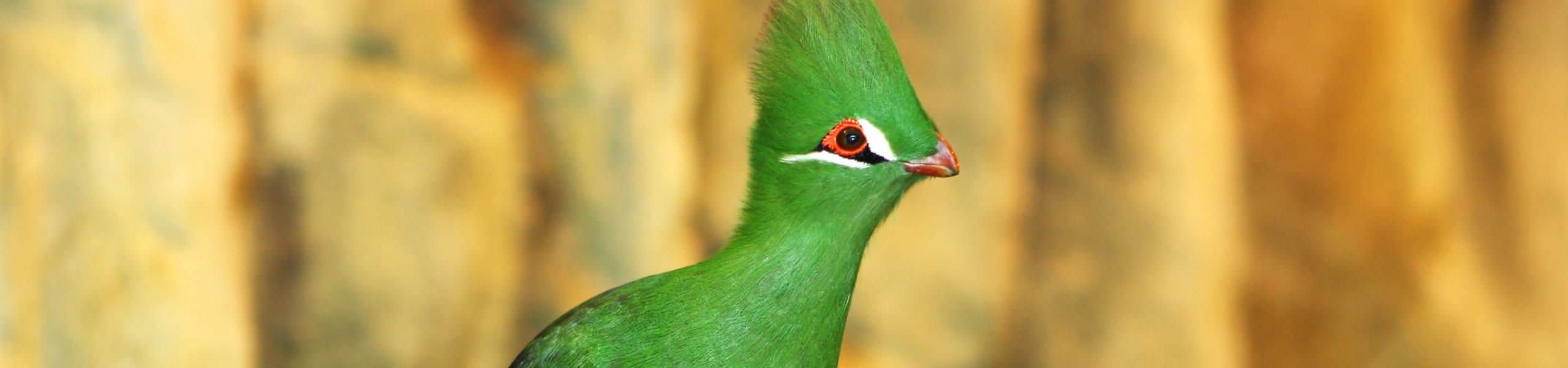 Green Turaco - Tauraco persa | Paultons Park