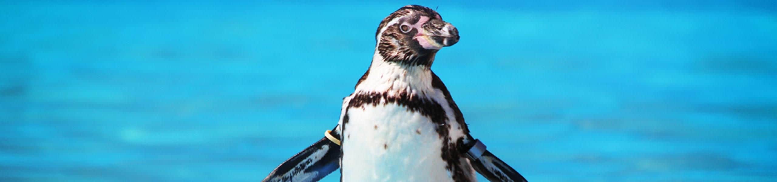 Humboldt Penguin - Spheniscus humboldti | Paultons Park