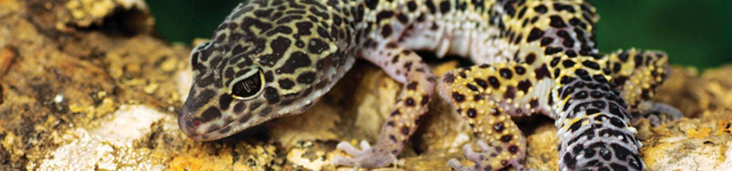 Leopard Gecko - Eublepharis macularius | Paultons Park