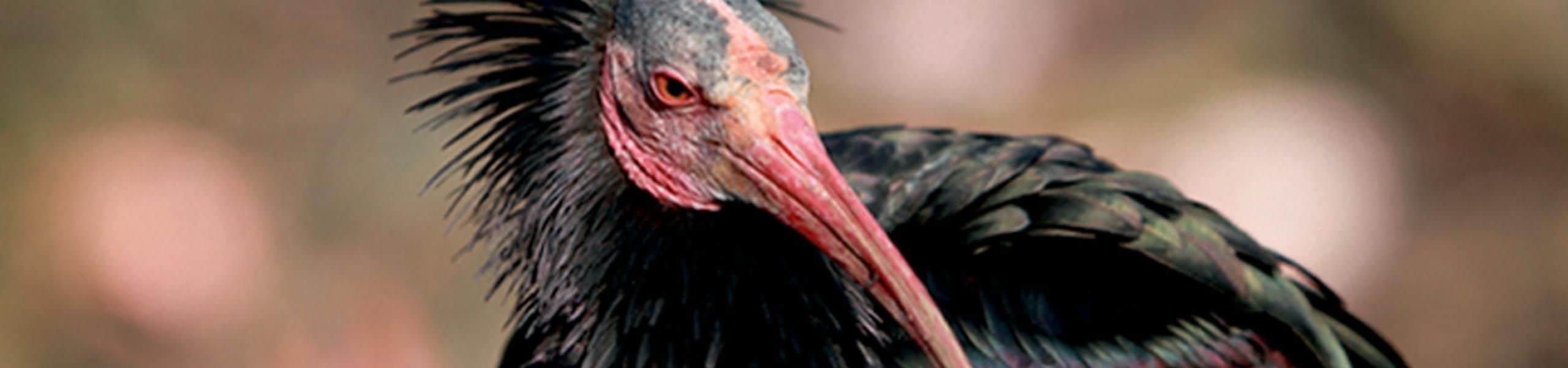Northern Bald Ibis - Geronticus eremita | Paultons Park