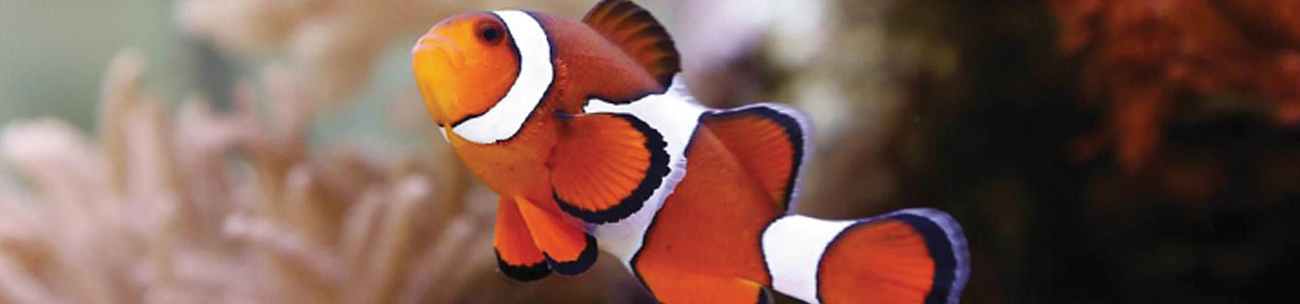 Ocellaris Clownfish - Amphiprion ocellaris | Paultons Park