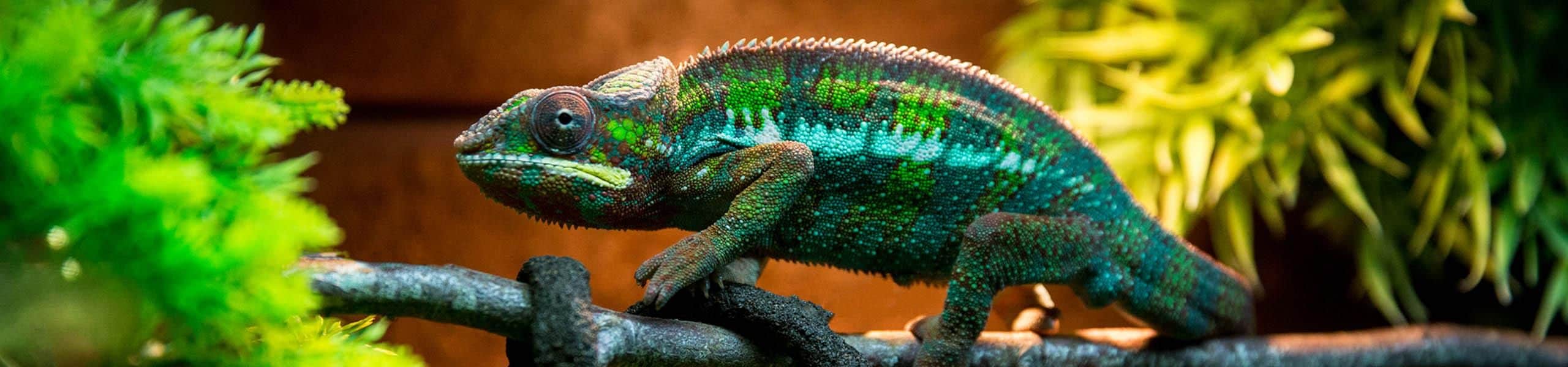Panther Chameleon - Furcifer pardalis | Paultons Park