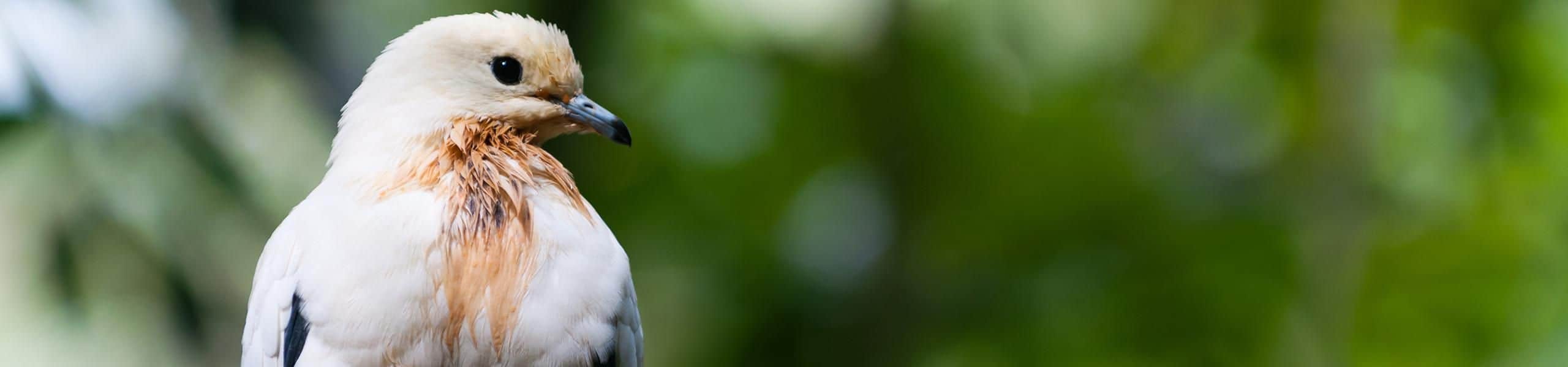 Pied Imperial Pigeon - Ducula bicolor | Paultons Park