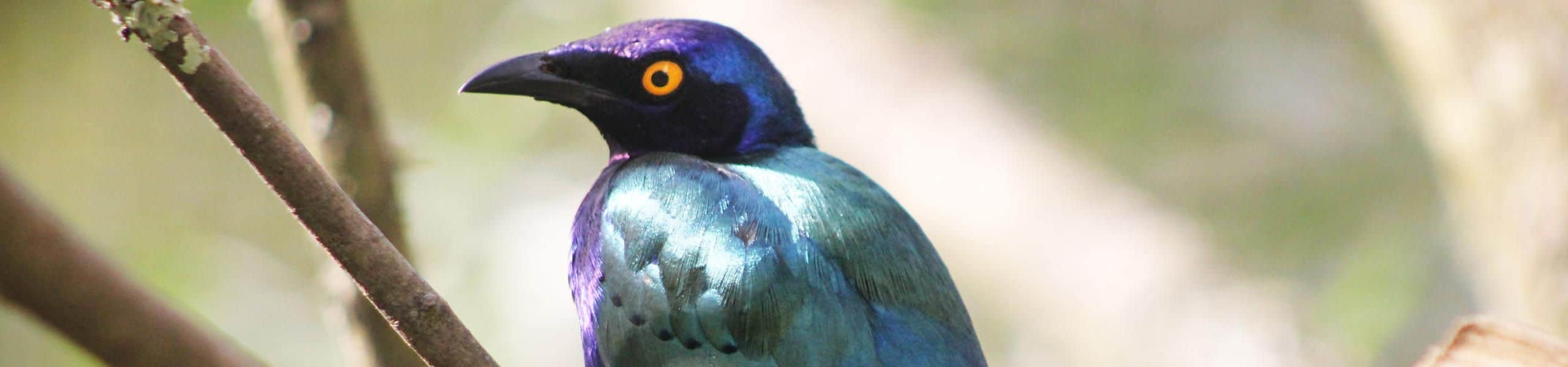 Purple Glossy Starling - Lamprotornis purpureus | Paultons Park
