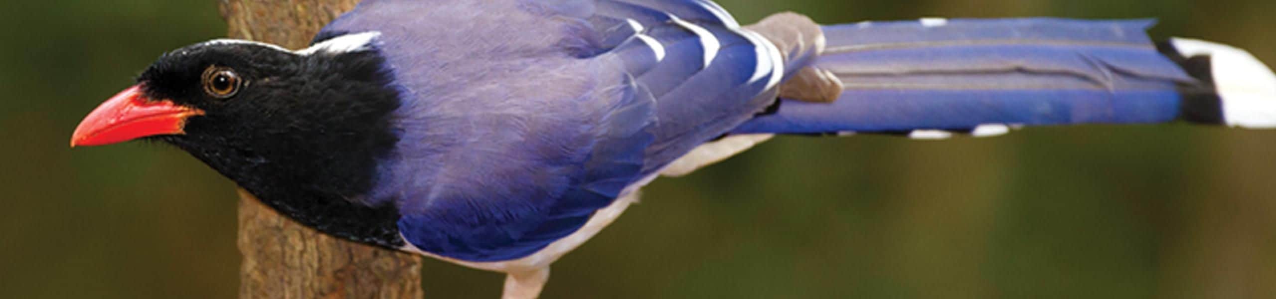 Red-billed blue magpie - Urocissa erythroryncha | Paultons Park