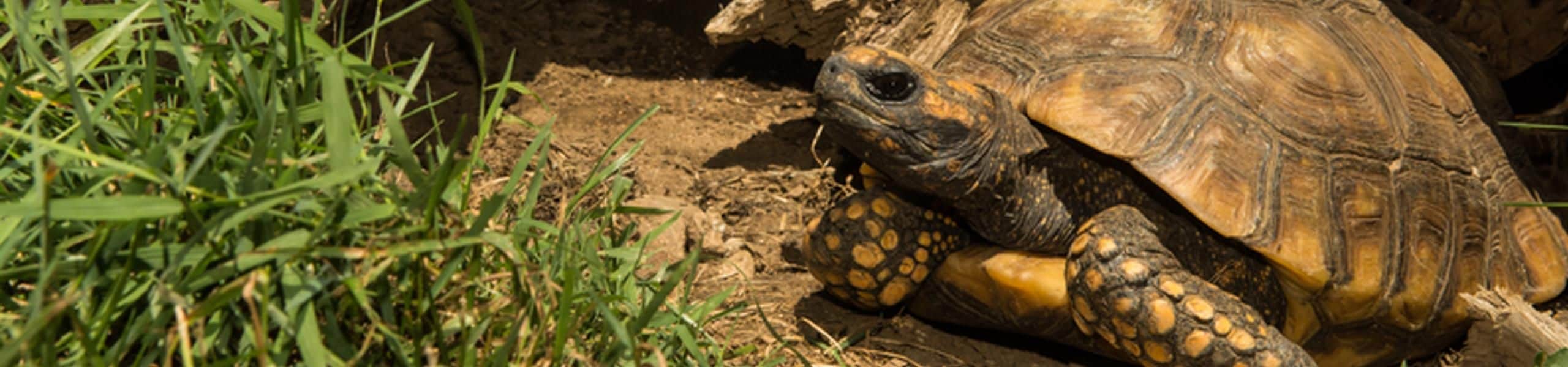 Red Footed Tortoise - Chelonoidis carbonaria | Paultons Park