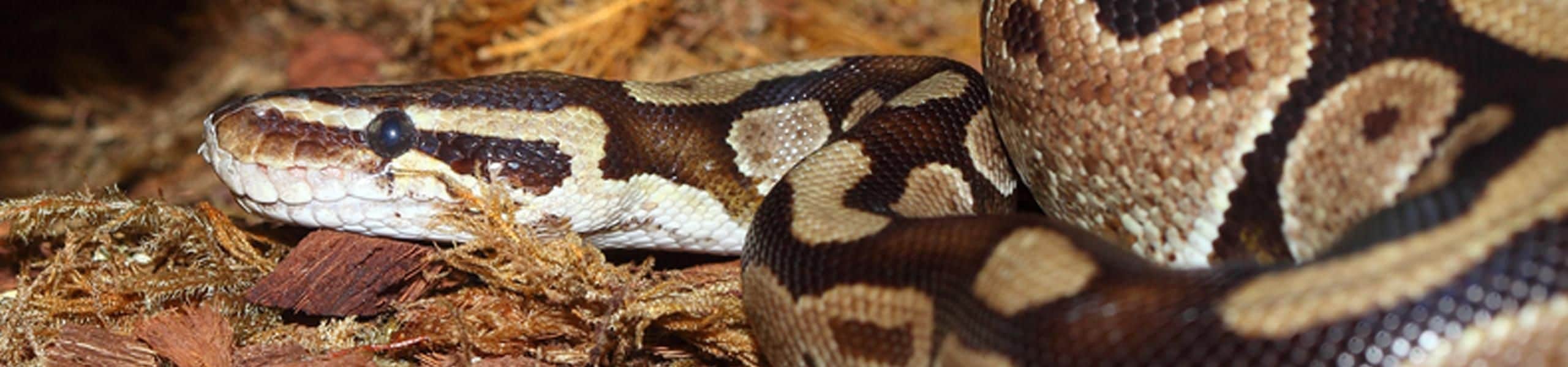 Royal Python - Python regius | Paultons Park