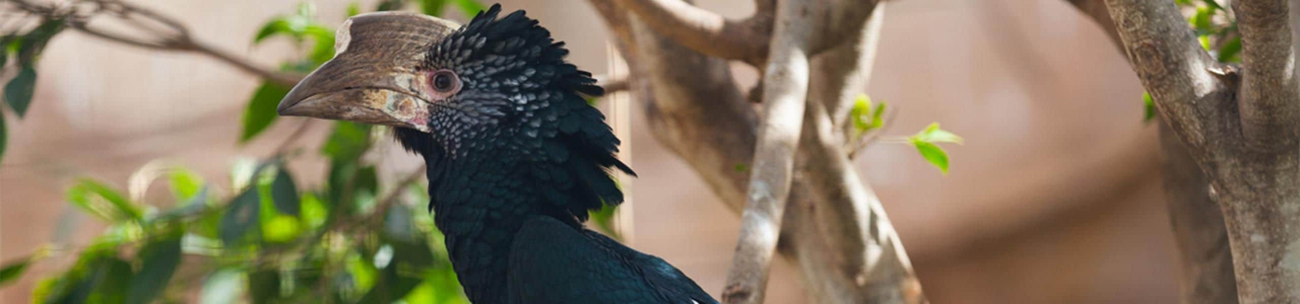 Silvery-cheeked Hornbill - Ceratogymna brevis | Paultons Park