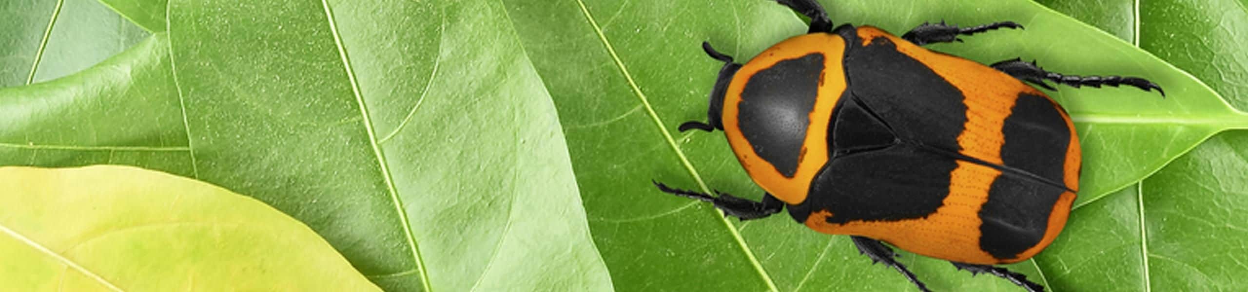 Sun Beetle - Pachnoda marginata peregrina | Paultons Park