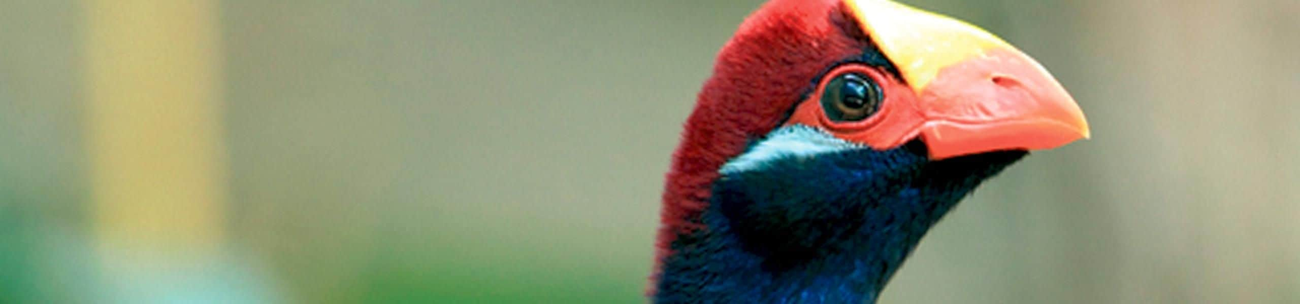 Violet Turaco - Musophaga violacea | Paultons Park