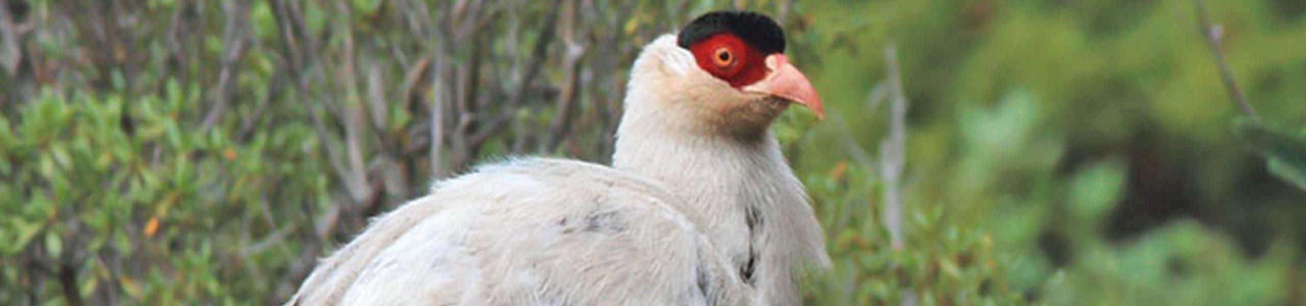 White Eared Pheasant - Crossoptilon crossoptilon | Paultons Park