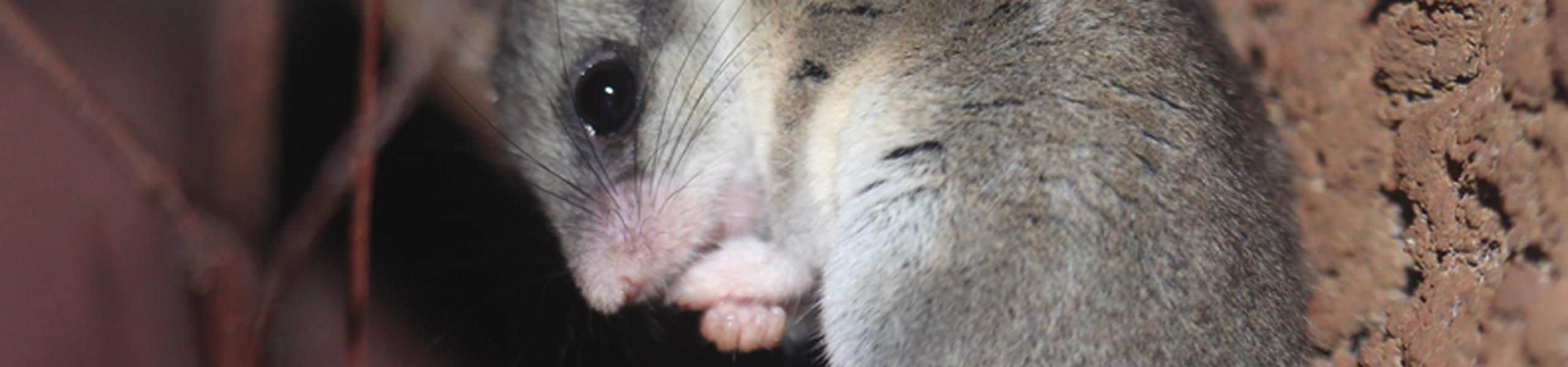 Woodland Dormouse - Graphiurus murinus | Paultons Park