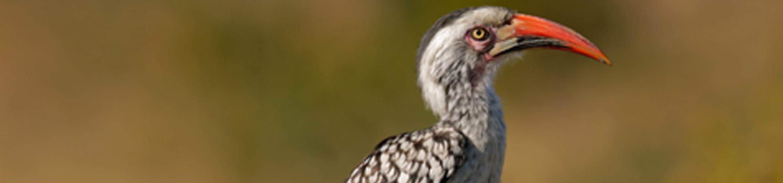 Red-billed hornbill - Tockus erythrorhynchus | Paultons Park