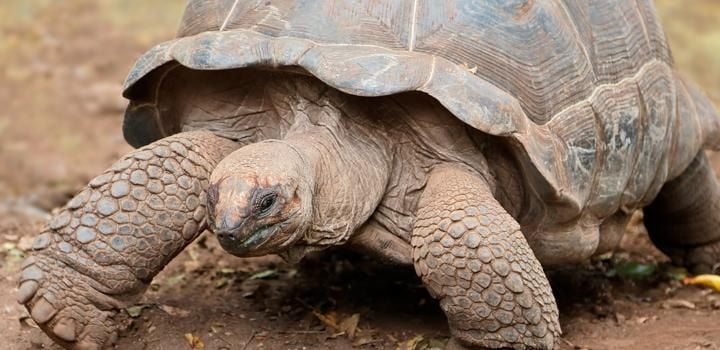 Giant Tortoises