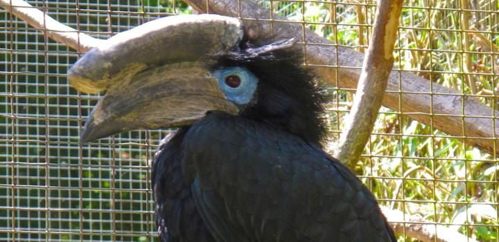 Hornbills