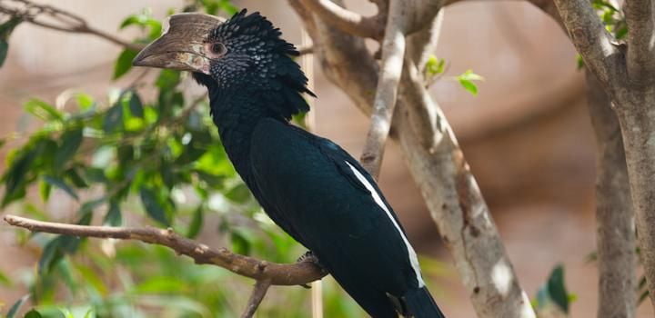 Hornbills