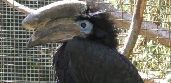 Black-casqued Wattled Hornbill