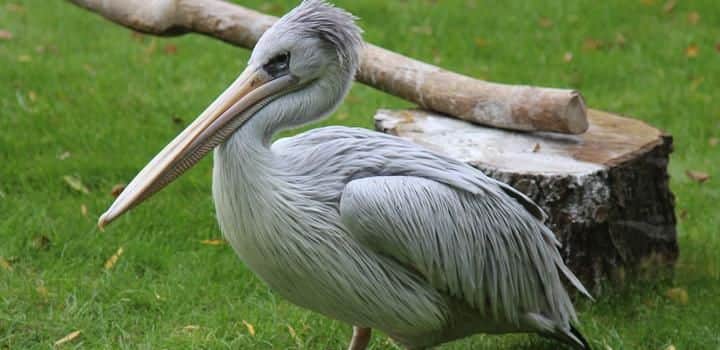 Pink-backed Pelicans