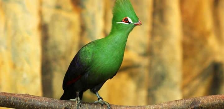 Green Turaco