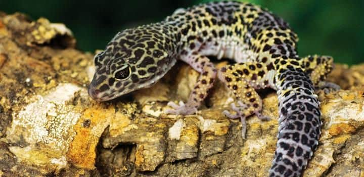 Leopard Gecko