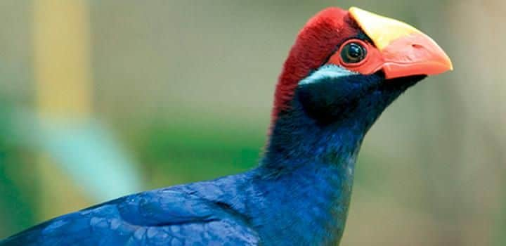 Violet Turaco