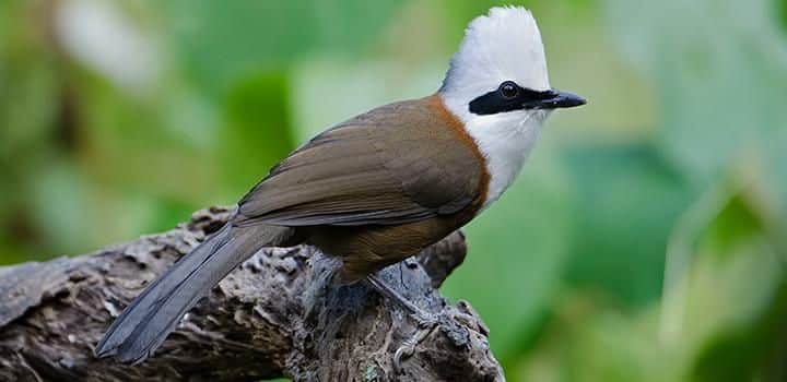 White- crested laughing thrush