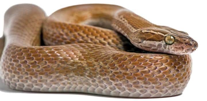 Cape House Snake