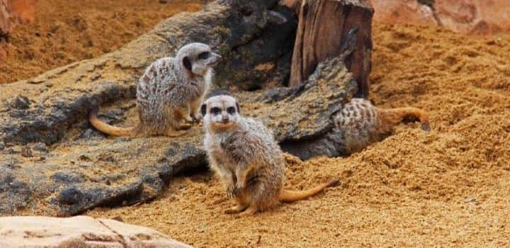 Meerkat Feeding at Paultons Park