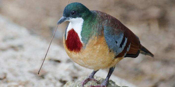 Minadao Bleeding-Heart Dove