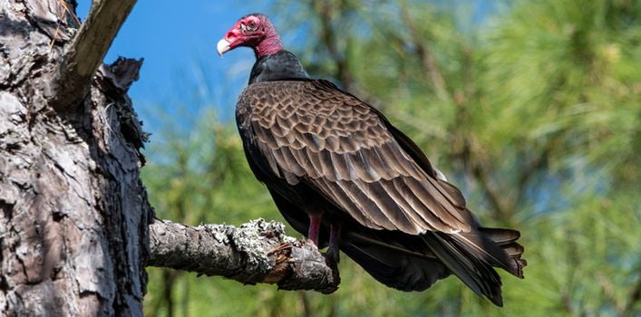 Turkey Vulture