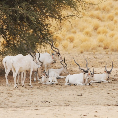 Group of Addax